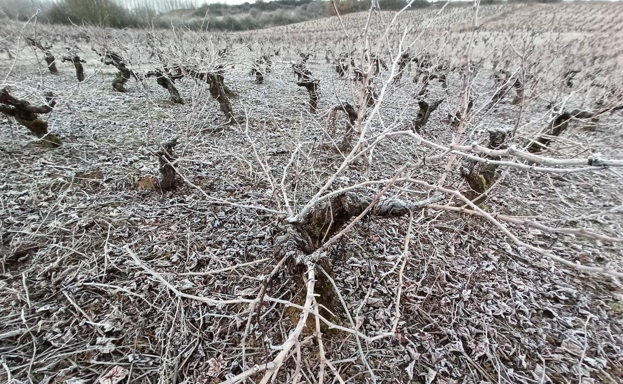 El Bierzo ha registrado importantes heladas la pasada madrugada.