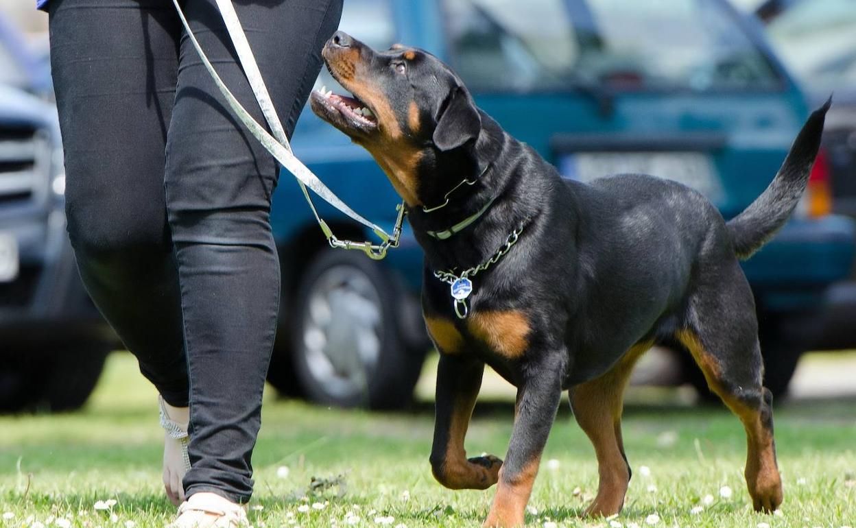 Adiestramiento canino, uno de los cursos que impartirá la ULE.