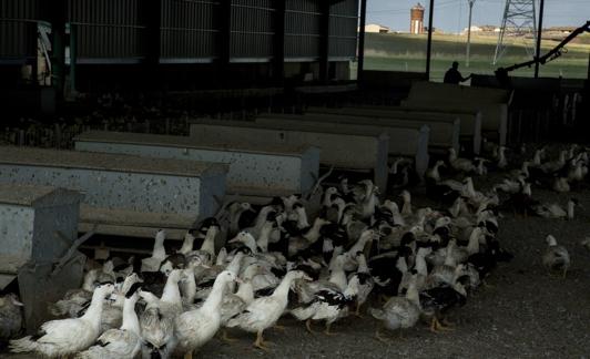 Una de las naves de Selectos de Castillas en las que guardan sus patos cuando es necesario. 