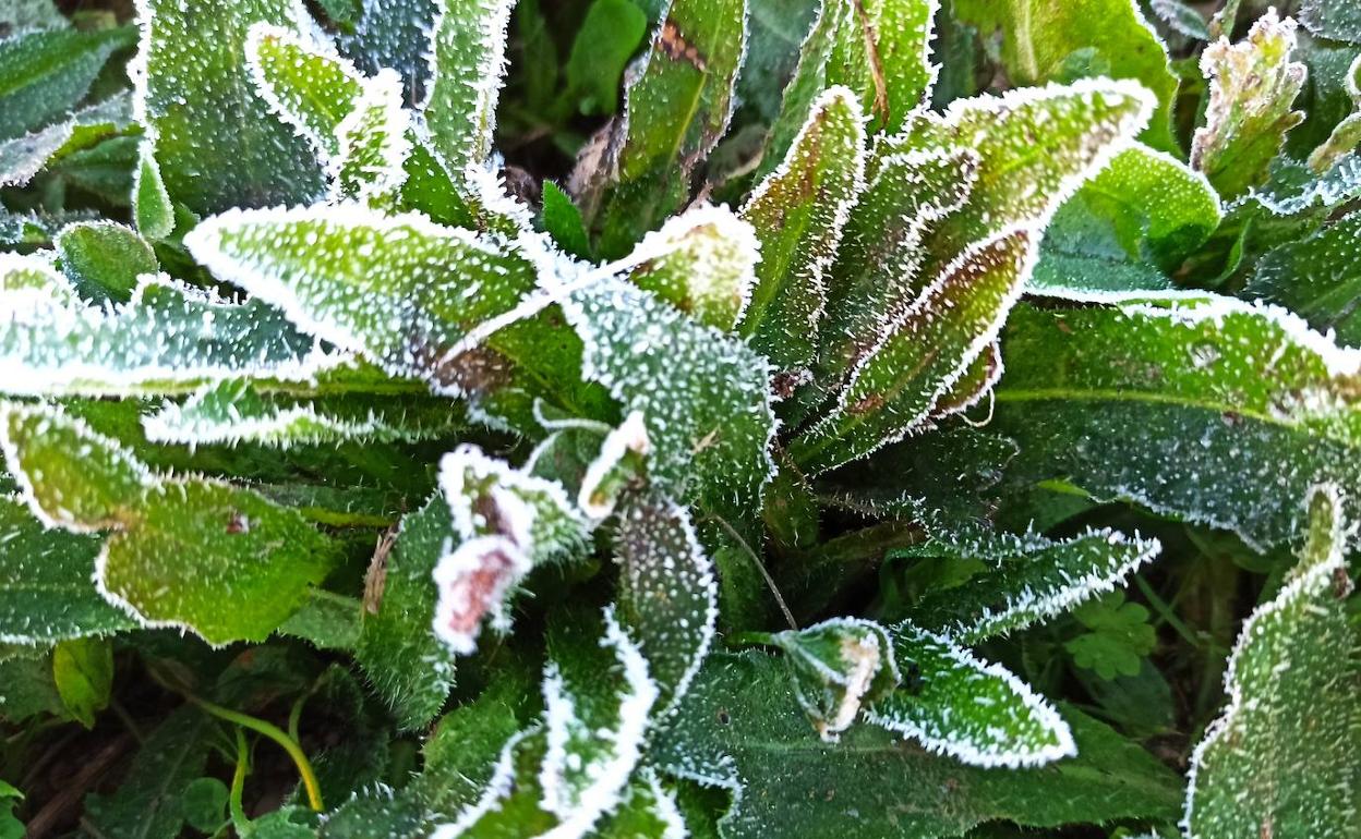 Helada en El Bierzo en estos días de bajas temperaturas.