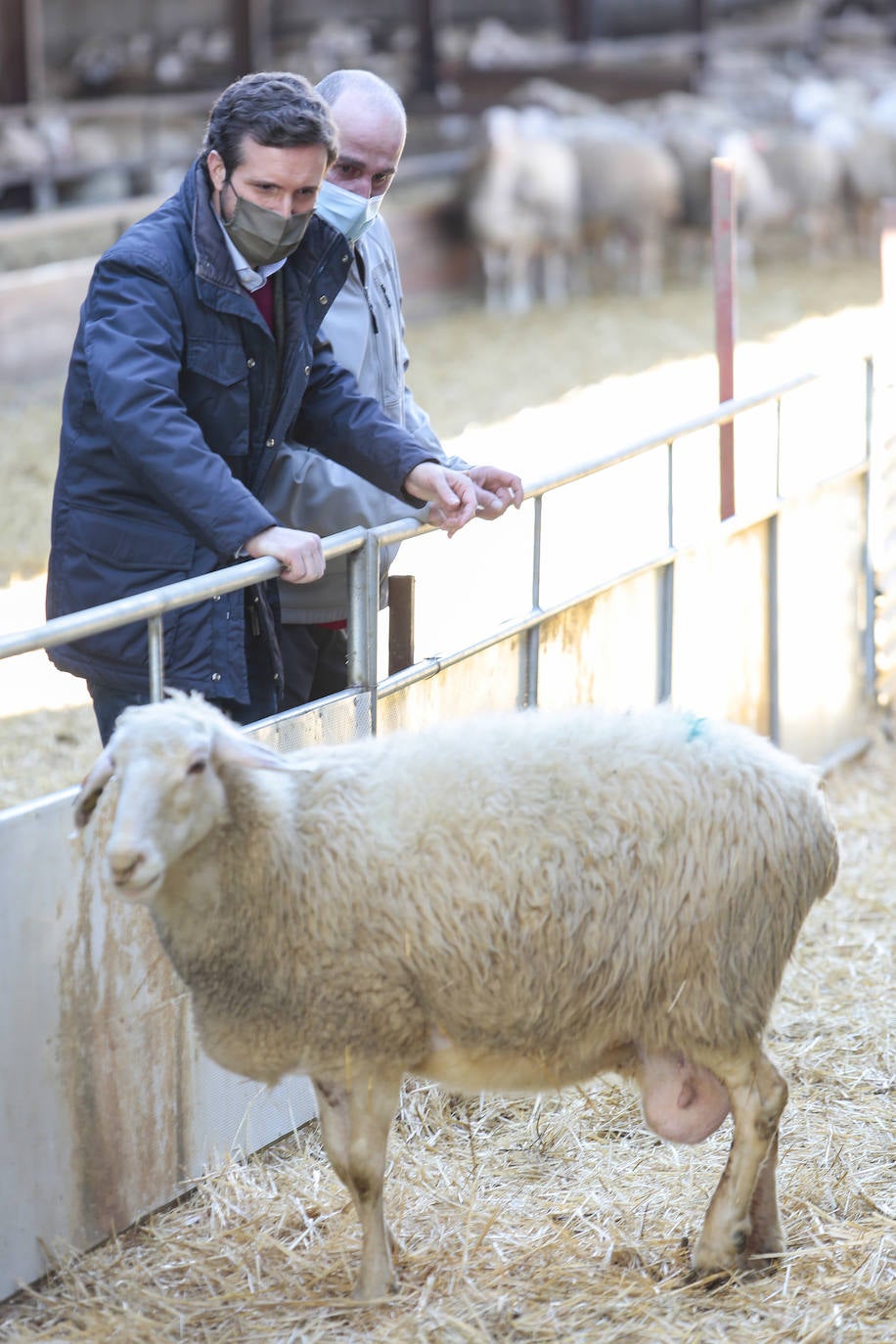 El presidente del Partido Popular, Pablo Casado, visita una quesería en Matadeón de los Oteros y recorre las calles de la localidad.