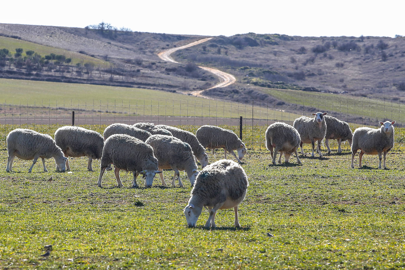 El presidente del Partido Popular, Pablo Casado, visita una quesería en Matadeón de los Oteros y recorre las calles de la localidad.