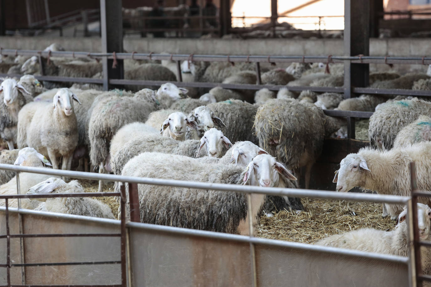El presidente del Partido Popular, Pablo Casado, visita una quesería en Matadeón de los Oteros y recorre las calles de la localidad.