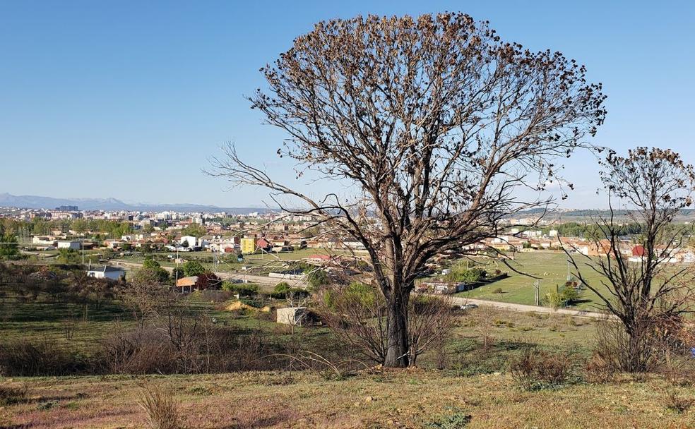 Imagen parcial del Jano de Oteruelo, con la mirada puesta hacia el este y de fondo el parque tecnológico. 