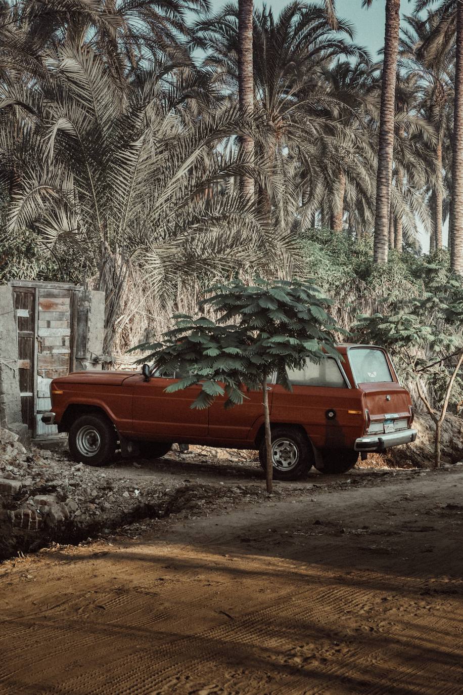 Una escena matinal en Idku. al norte de Egipto.