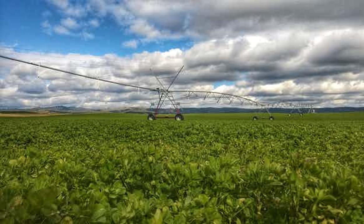 Alubias, garbanzos y lentejas contra el cambio climático