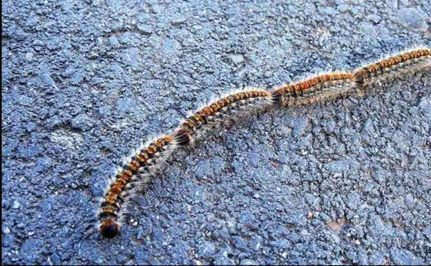 Alabalık, bu lepidoptera ile en ufak bir temasta sorunlara neden olabilir.