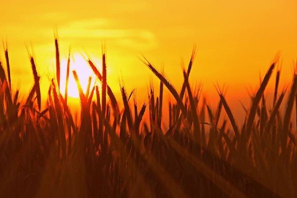 La Asociación de Agricultores y Ganaderos en Ecológico de León imparte un curso gratuito en el municipio leonés de Sahagún.