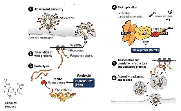 Cómo funciona el fármaco. 