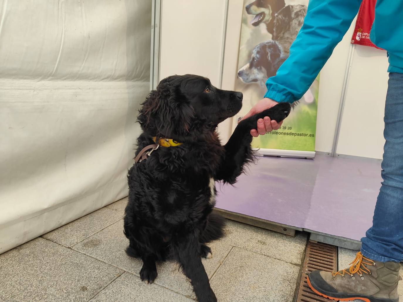 Valencia de Don Juan inaugura su tradicional Feria de Febrero. En su edición 101, este evento cuenta con más de 130 expositores divididos en dos espacios, uno en el tradicional complejo La Isla en el que se ubica la maquinaria agrícola y servicios relacionados con el sector primario y la exposición de vehículos y, el segundo, la Plaza Mayor que acoge un gran carpa para albergar stands de alimentación así como de multiservicios. 
