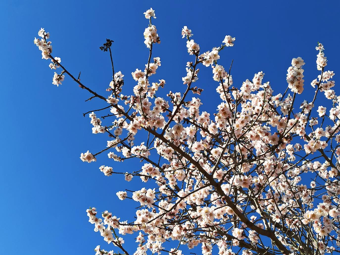 Fotos: Adelanto de la primavera en el Bierzo