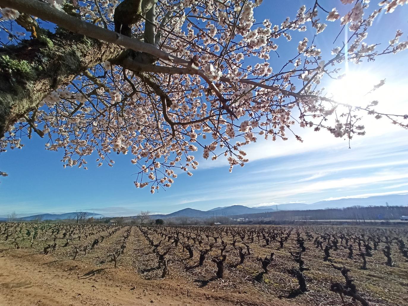 Fotos: Adelanto de la primavera en el Bierzo