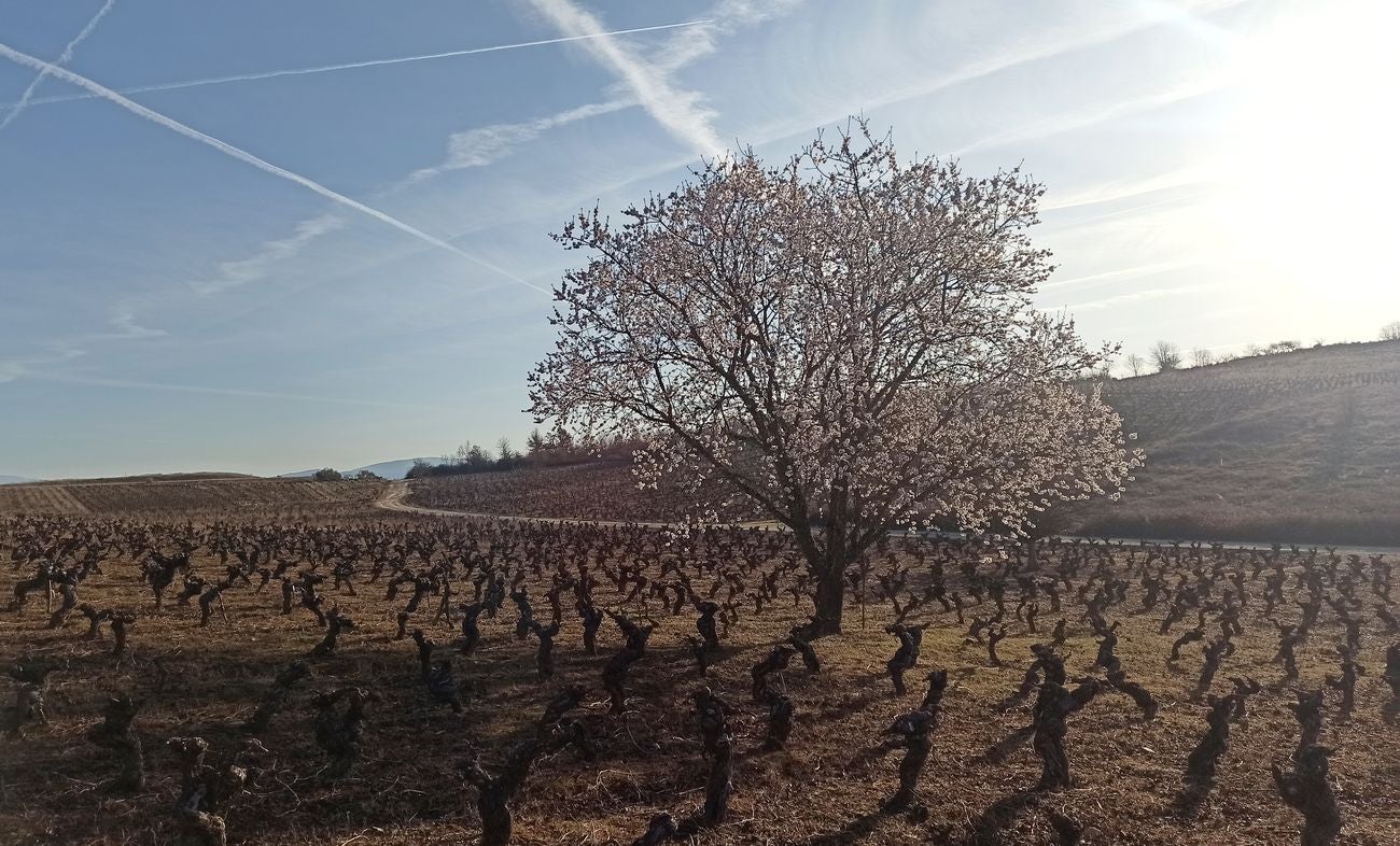 Viñedos, monte bajo y cerezos en flor unen todo su encanto en El Bierzo, que sin llegar a ser el valle del Jerte, ofrece imágenes únicas. 