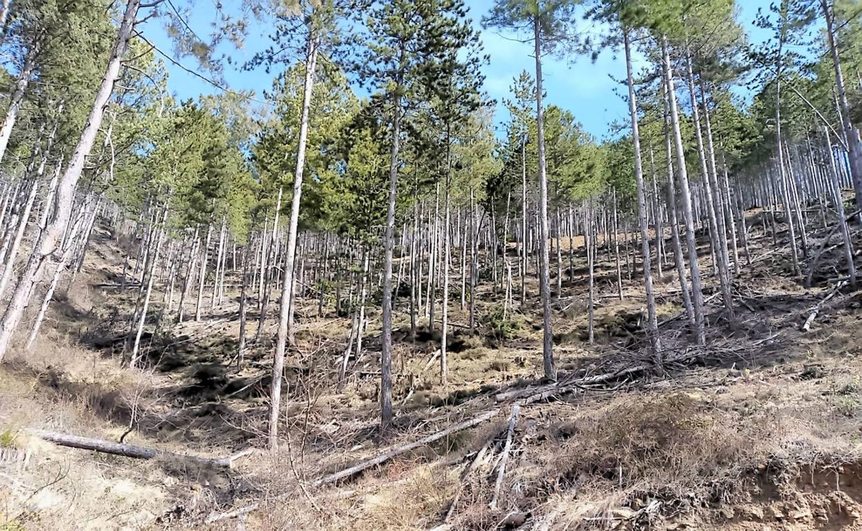 Imagen que presenta el pinar de Cistierna y que Ciudadanos reclama su puesta en valor y conservación.