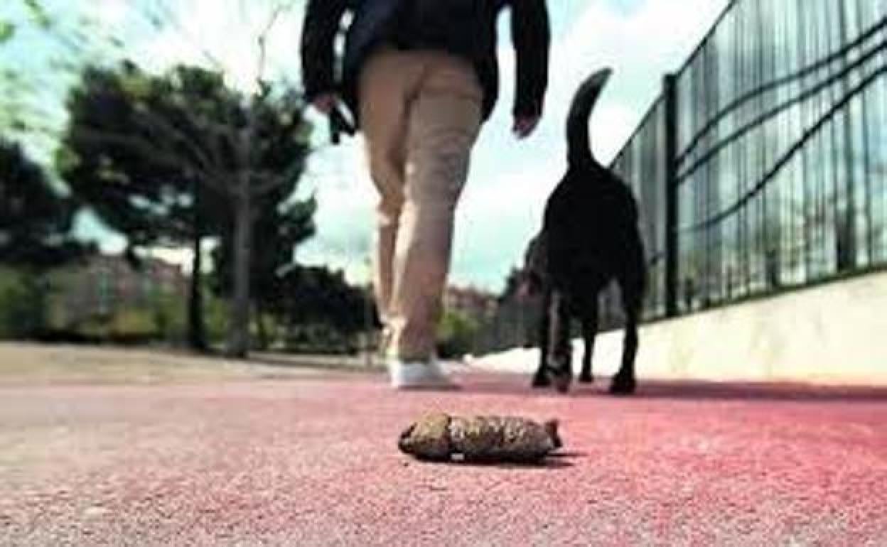 La Policía de Ponferrada denunció a 16 personas por no recoger los excrementos de sus mascotas.