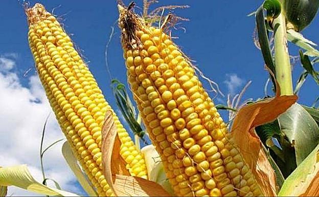 Asaja mira al campo leonés para responder a la escasex de maíz por el conflicto en Ucrania.