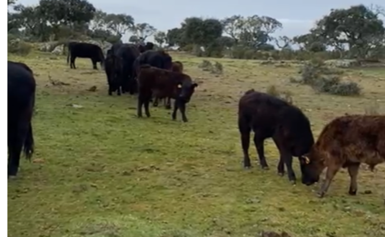 El ganado aprovecha el pasto que empeiza a nacer. 