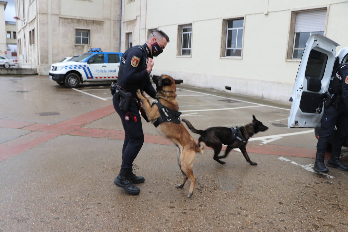 Los dos canes están integrados en la policía canina y acompañados por sus dos guías patrullan la ciudad.