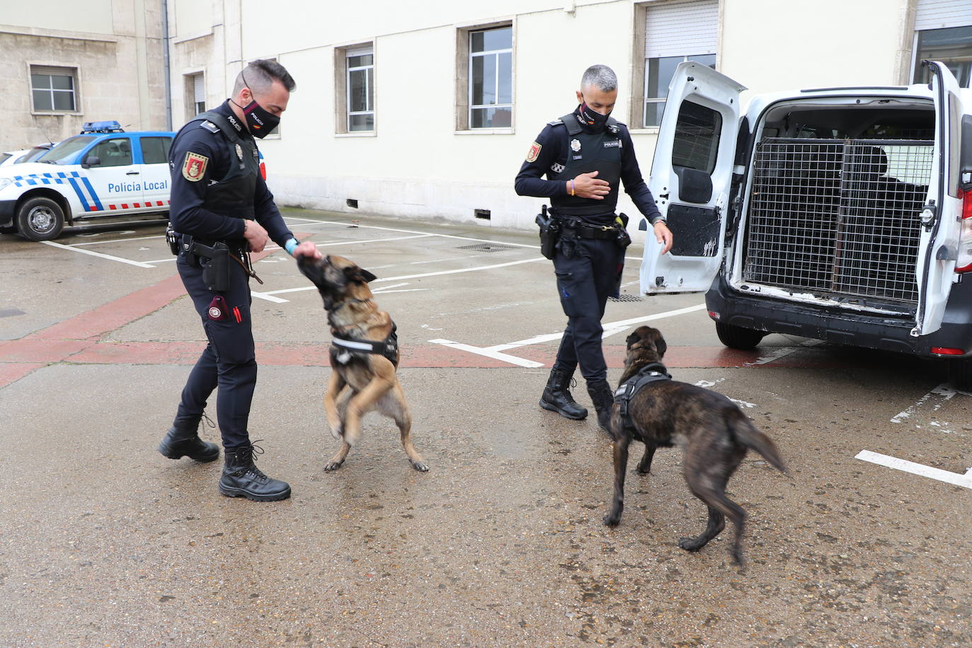 Los dos canes están integrados en la policía canina y acompañados por sus dos guías patrullan la ciudad.