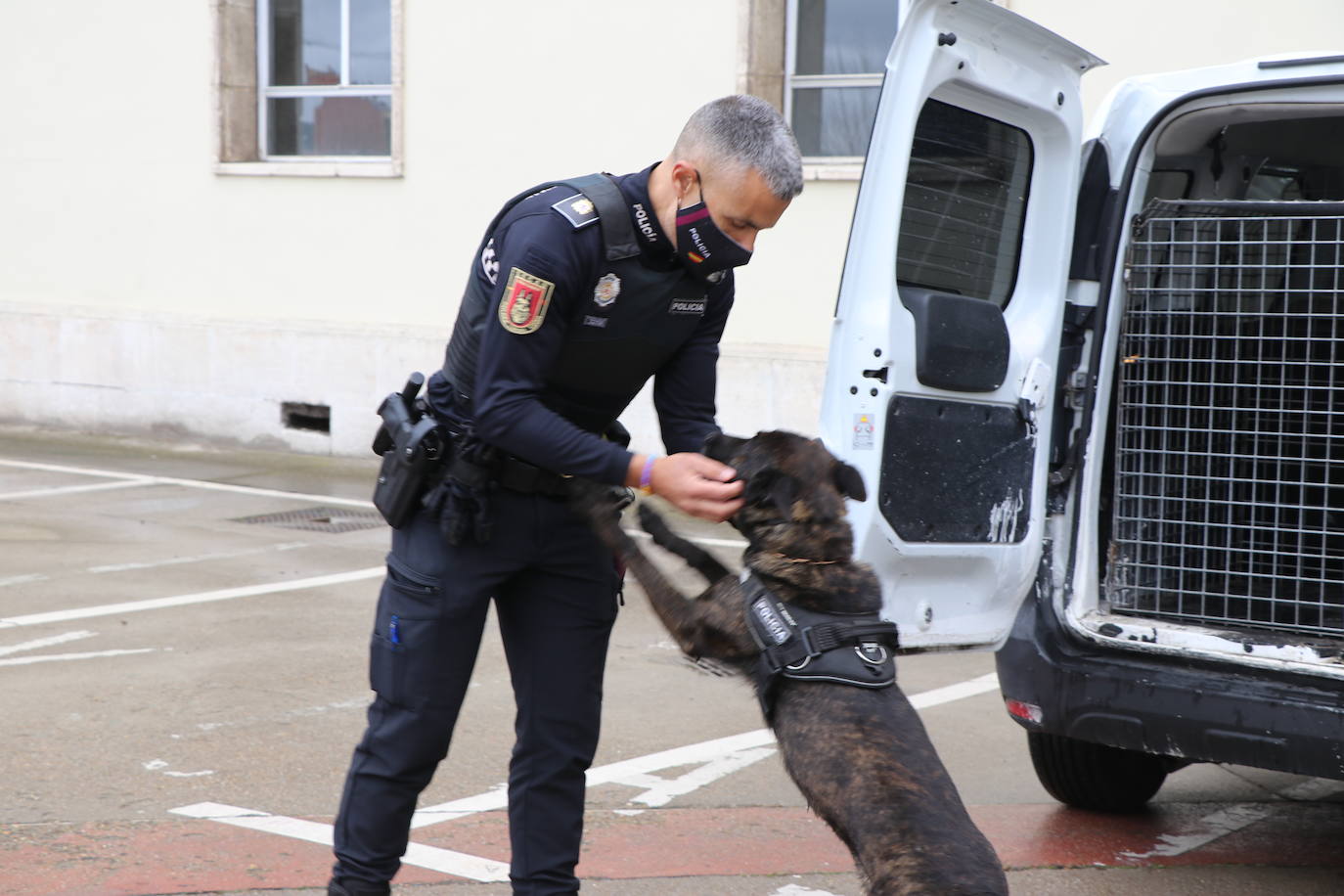 Los dos canes están integrados en la policía canina y acompañados por sus dos guías patrullan la ciudad.