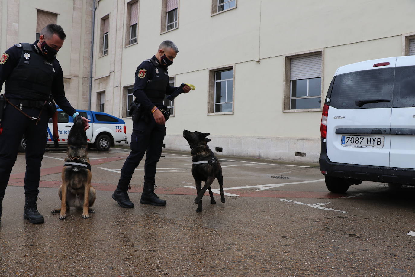 Los dos canes están integrados en la policía canina y acompañados por sus dos guías patrullan la ciudad.