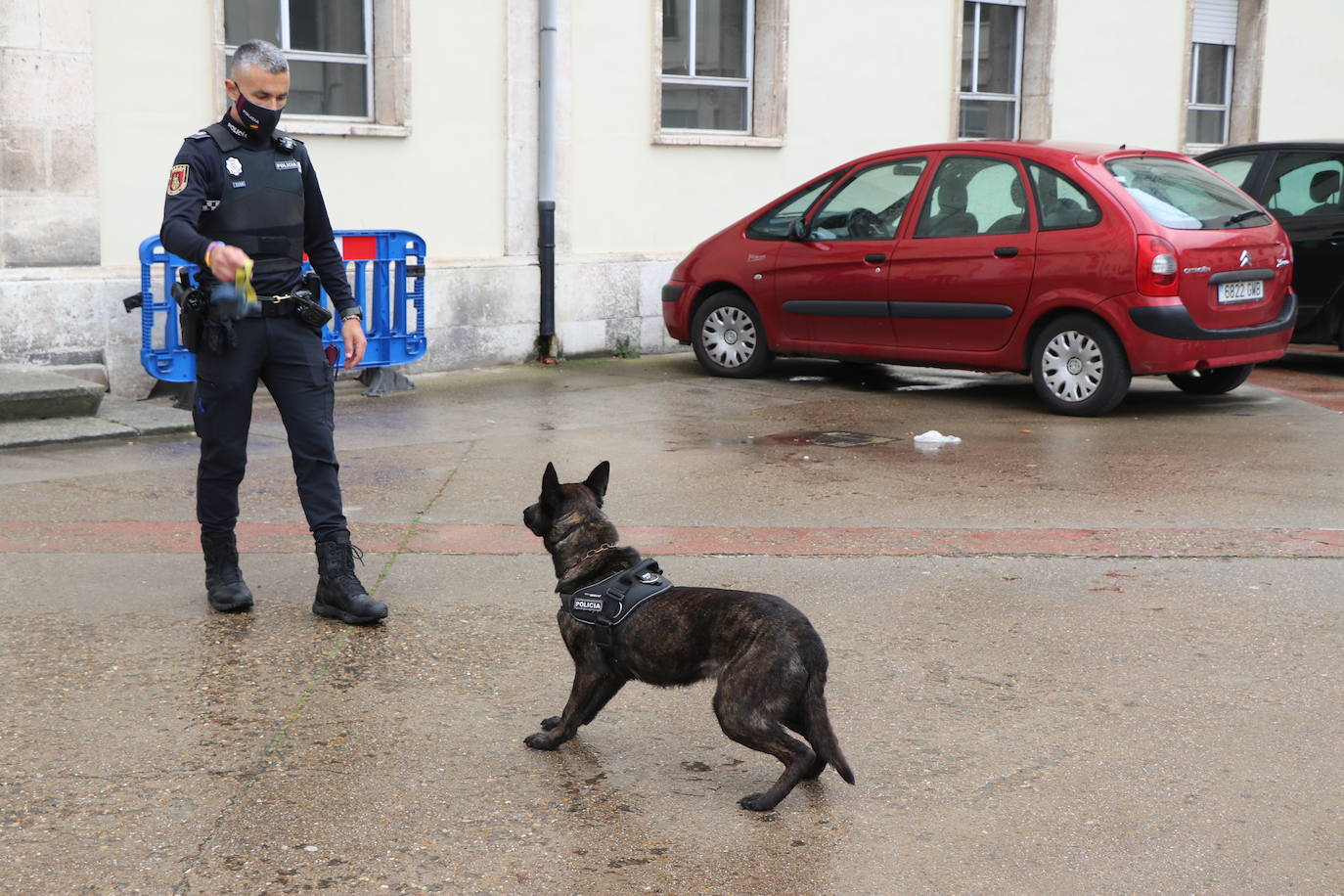 Los dos canes están integrados en la policía canina y acompañados por sus dos guías patrullan la ciudad.