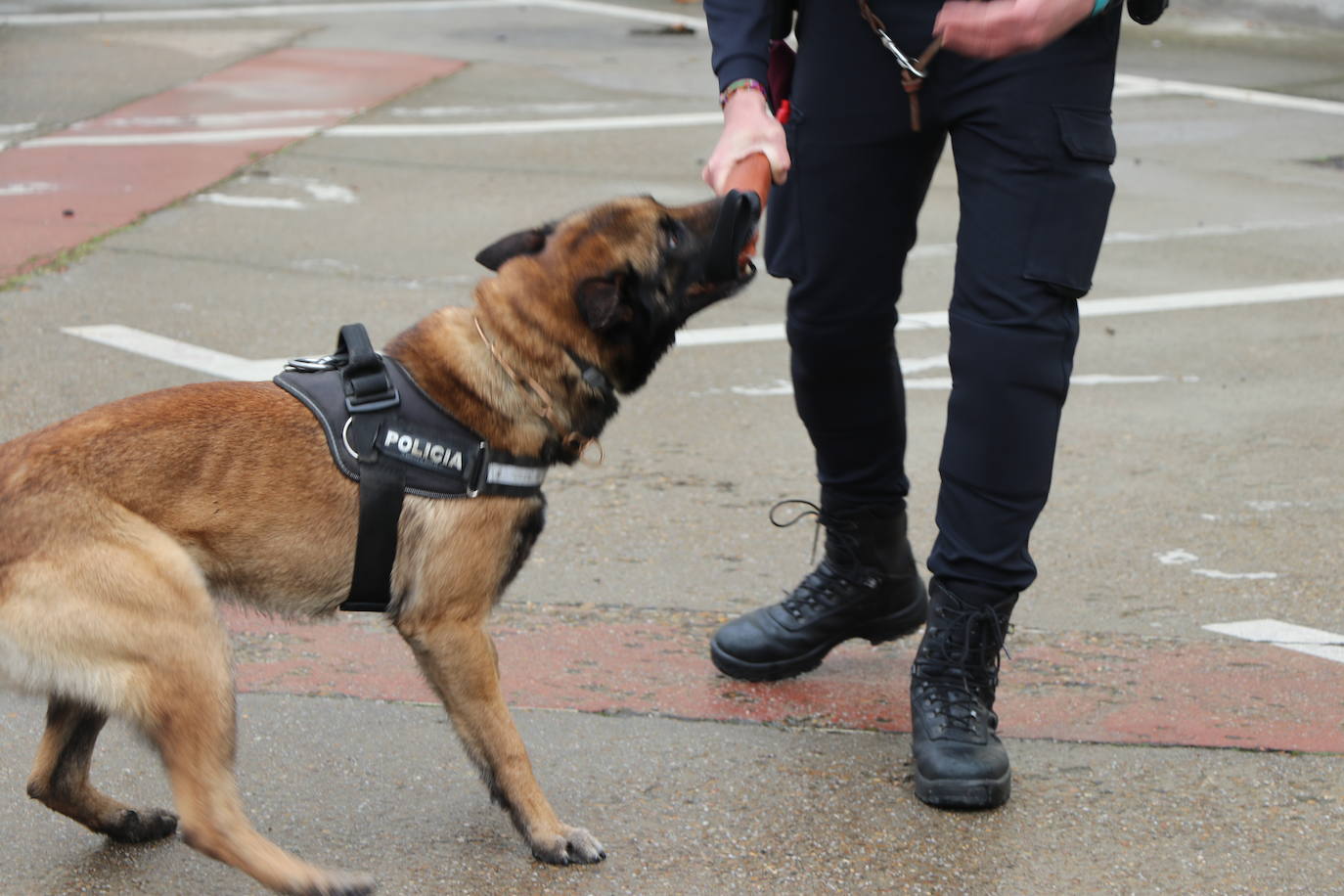 Los dos canes están integrados en la policía canina y acompañados por sus dos guías patrullan la ciudad.