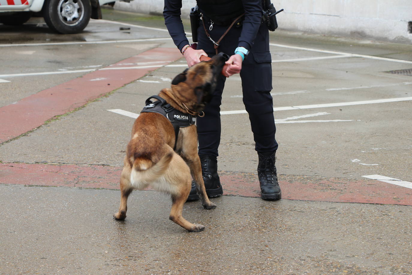 Los dos canes están integrados en la policía canina y acompañados por sus dos guías patrullan la ciudad.