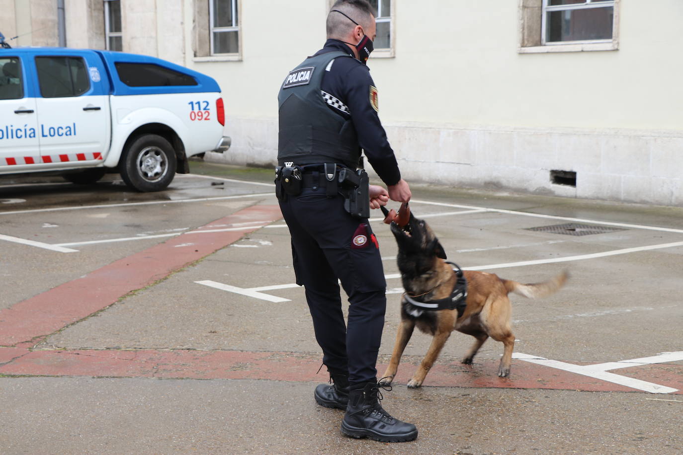 Los dos canes están integrados en la policía canina y acompañados por sus dos guías patrullan la ciudad.