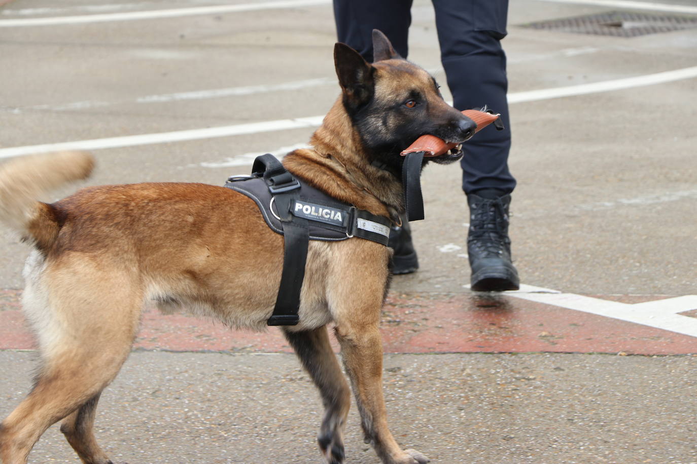 Los dos canes están integrados en la policía canina y acompañados por sus dos guías patrullan la ciudad.