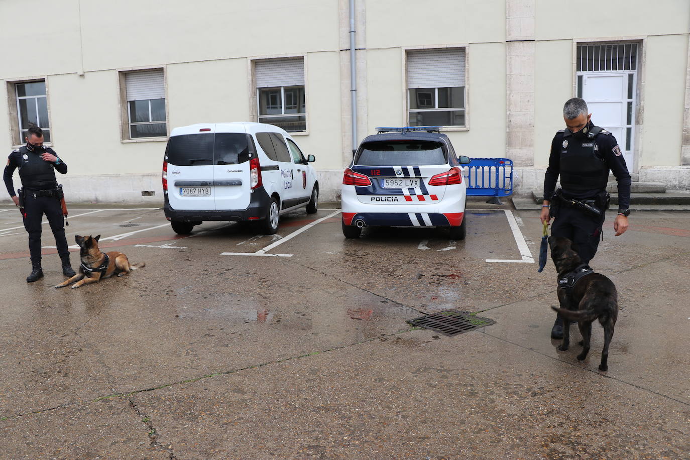 Los dos canes están integrados en la policía canina y acompañados por sus dos guías patrullan la ciudad.