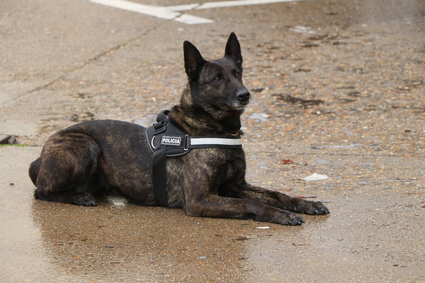 Los dos canes están integrados en la policía canina y acompañados por sus dos guías patrullan la ciudad.