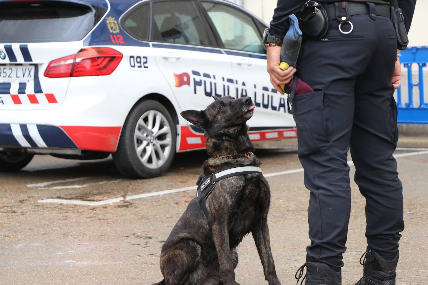 Los dos canes están integrados en la policía canina y acompañados por sus dos guías patrullan la ciudad.