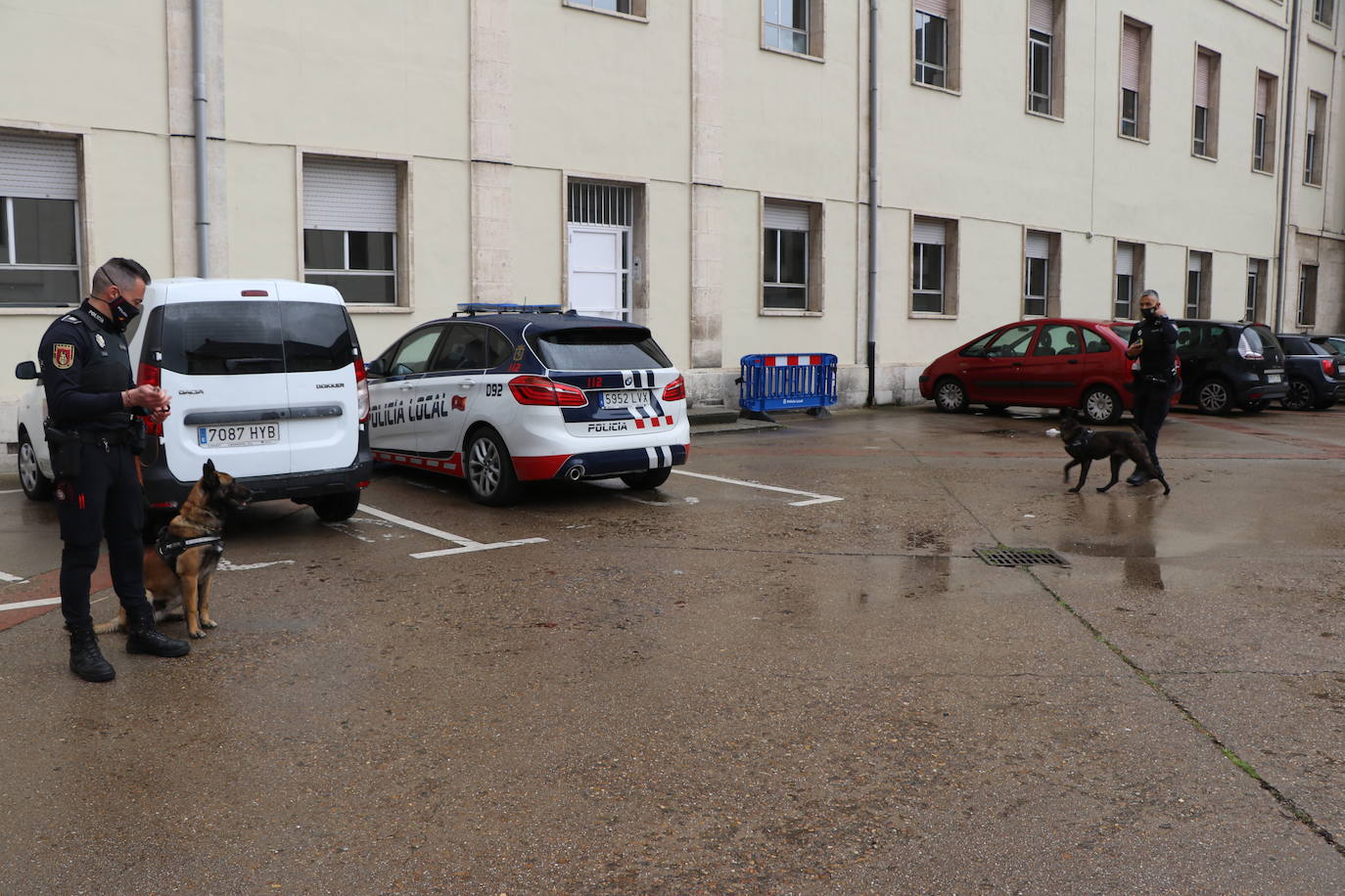 Los dos canes están integrados en la policía canina y acompañados por sus dos guías patrullan la ciudad.