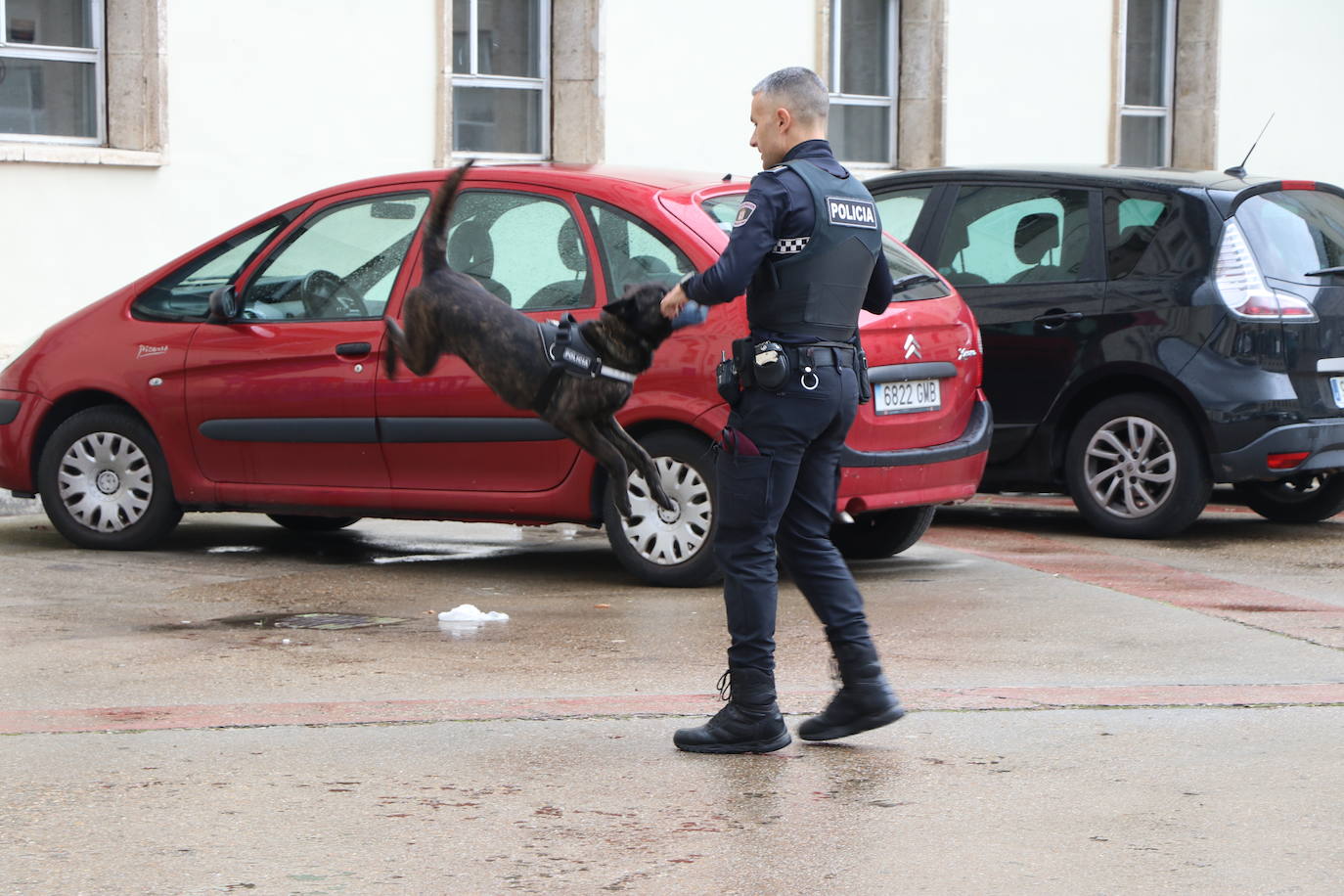 Los dos canes están integrados en la policía canina y acompañados por sus dos guías patrullan la ciudad.