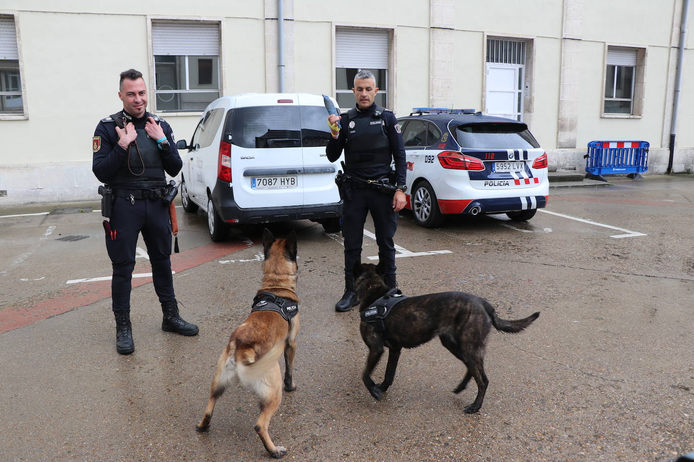 Los dos canes están integrados en la policía canina y acompañados por sus dos guías patrullan la ciudad.