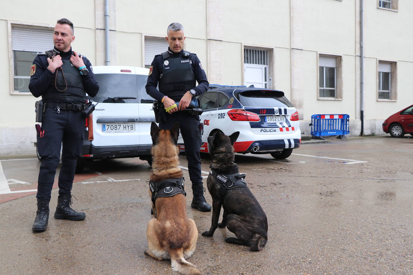 Los dos canes están integrados en la policía canina y acompañados por sus dos guías patrullan la ciudad.