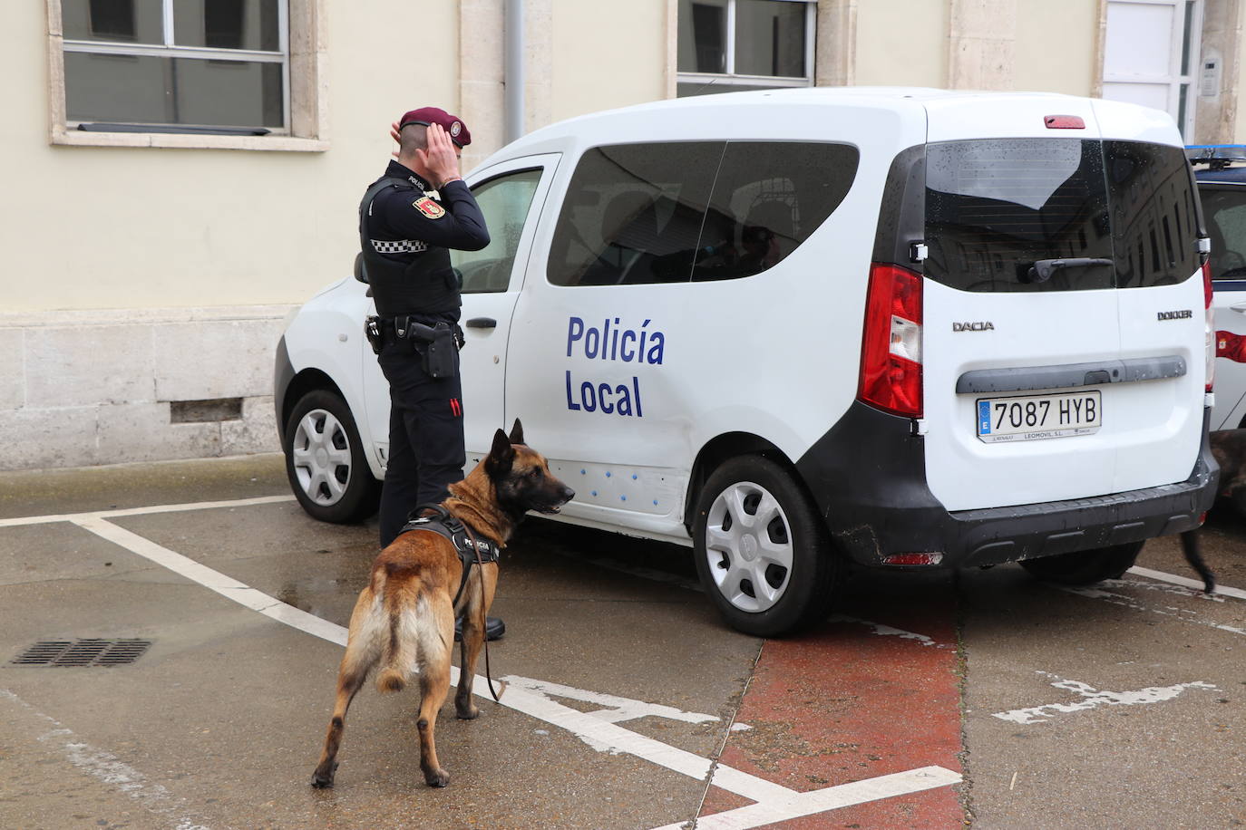 Los dos canes están integrados en la policía canina y acompañados por sus dos guías patrullan la ciudad.