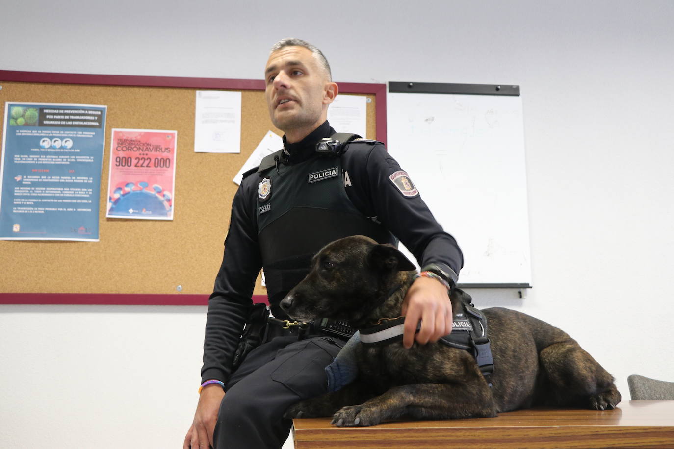 Los dos canes están integrados en la policía canina y acompañados por sus dos guías patrullan la ciudad.