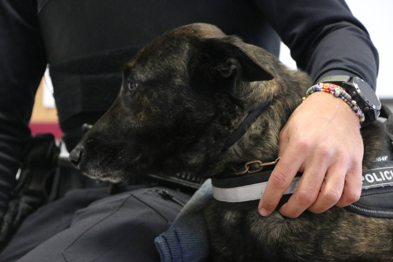 Los dos canes están integrados en la policía canina y acompañados por sus dos guías patrullan la ciudad.