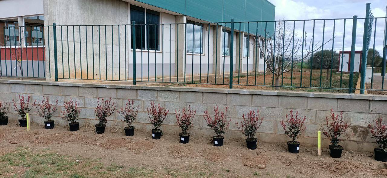 Fotos: Nuevos árboles crecen desde en Valencia de Don Juan
