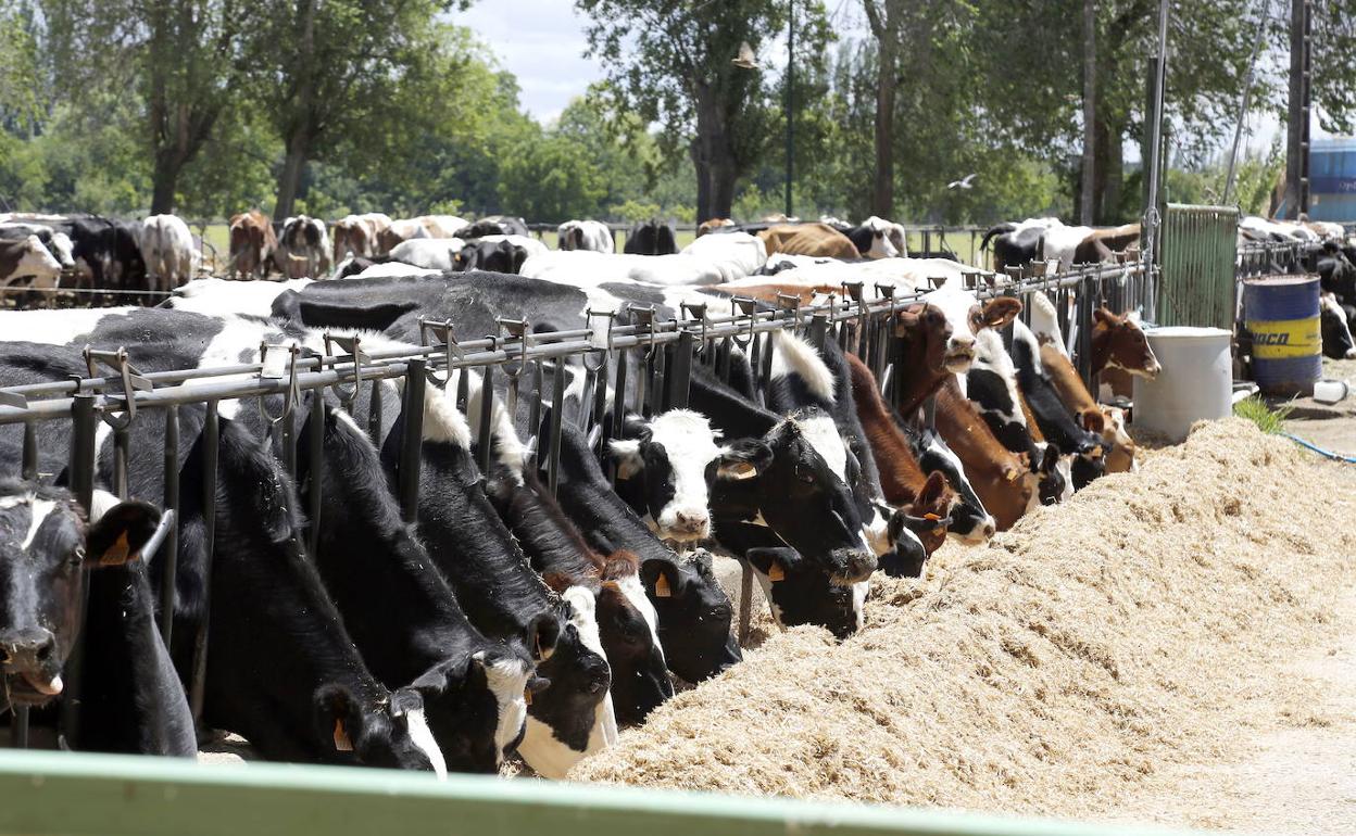 Explotación de vacuno de leche. 