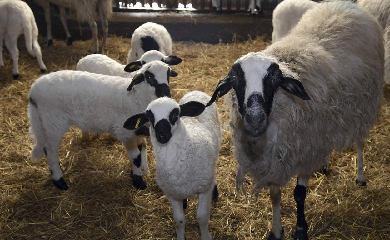 UCCL afirma no tener problemas con el paro patronal en el transporte.