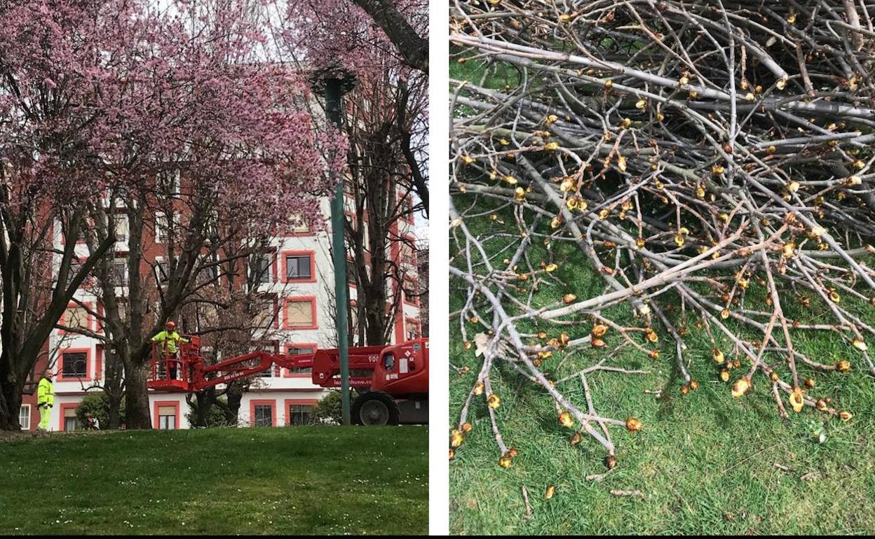 Imágenes de la poda de castaños. 