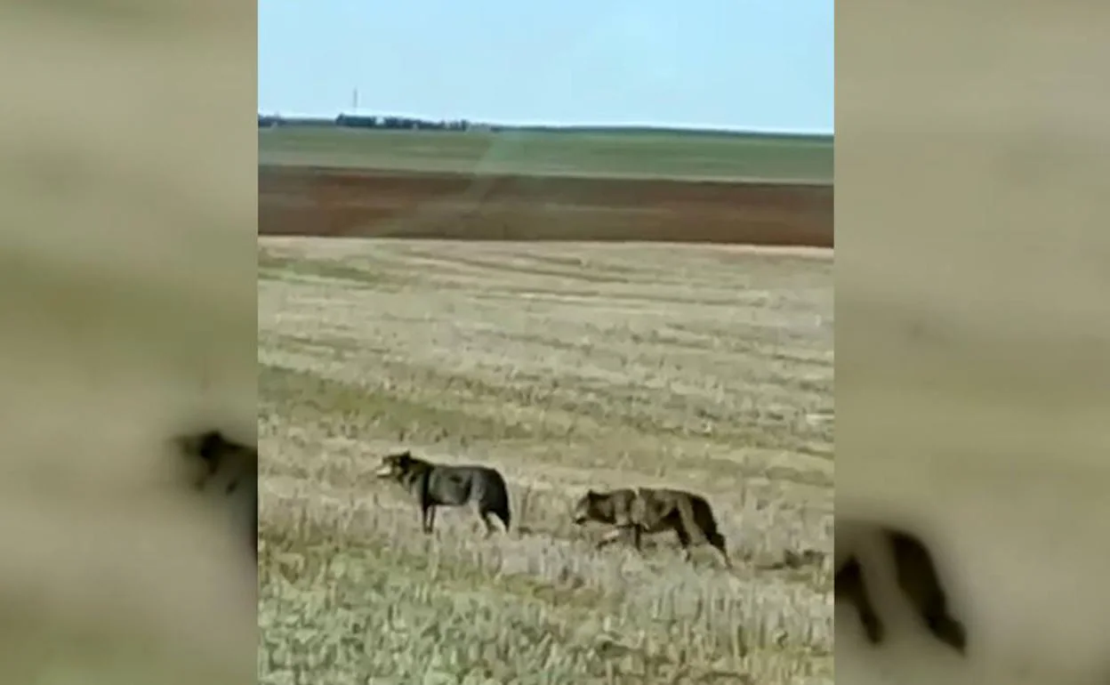 Una manada de lobos sorprende a un agricultor en el sur de la provincia |  