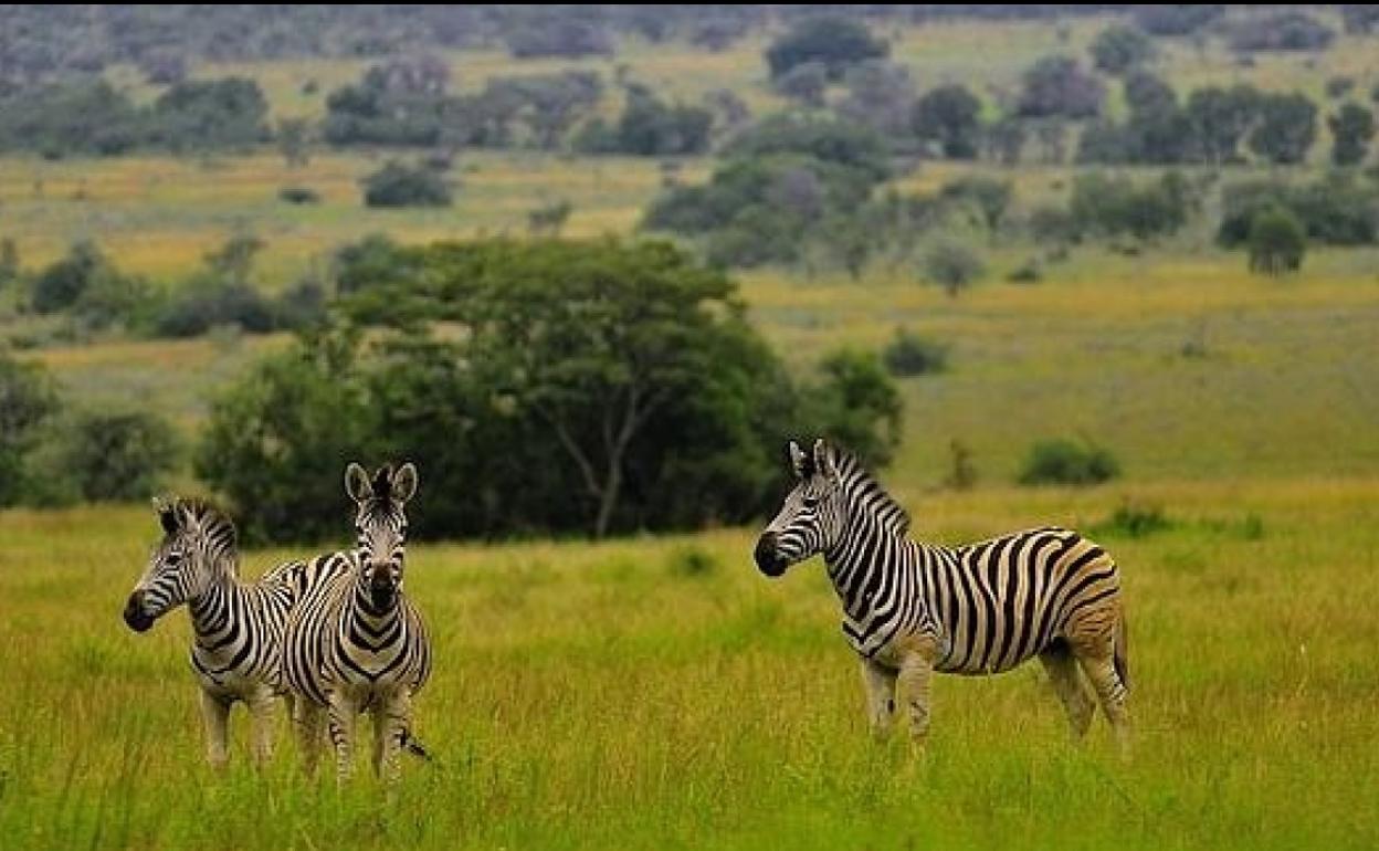 Daniel Serralta ofrece en León la conferencia 'Africa en peligro de extinción. Experiencias de un 'ranger' en parques sudafricanos'
