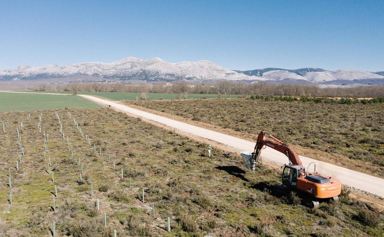 Las plantaciones de Land Life Company generarán más de 80 puestos de trabajo en las regiones locales