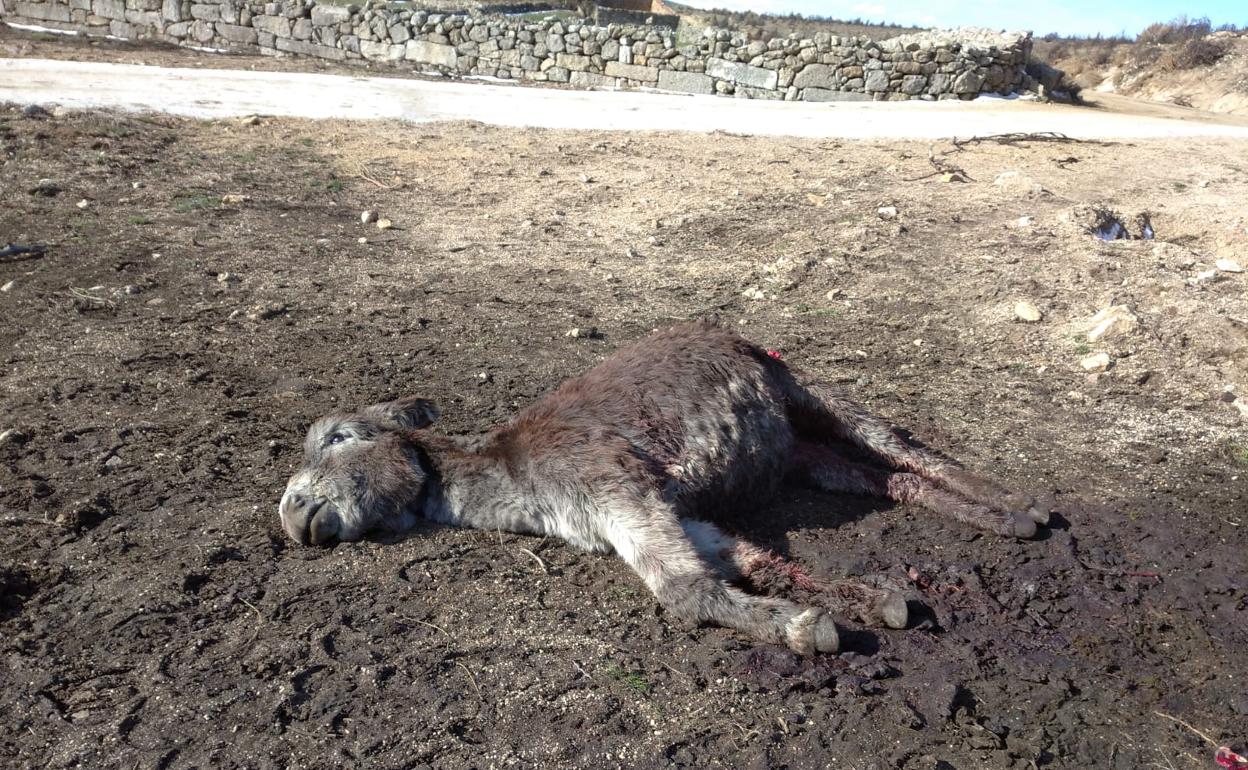 Ataque de lobo resgistrado en Ávila. 