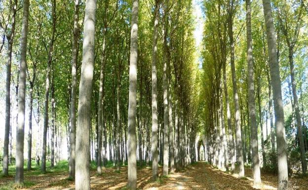 La CHD modifica su borrador para permitir la plantación de chopos en las riberas.