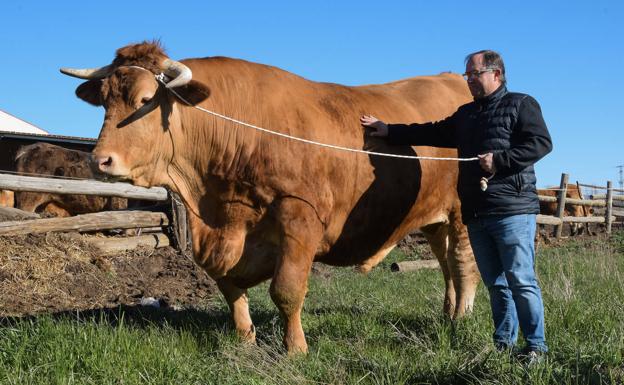 El buey Titán en su finca de León. 